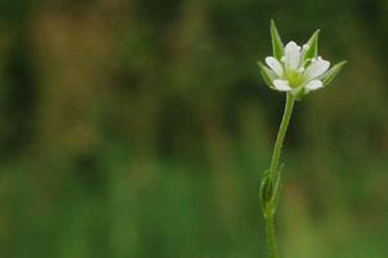 Sabline à trois nervures - Moehringia trinervia 