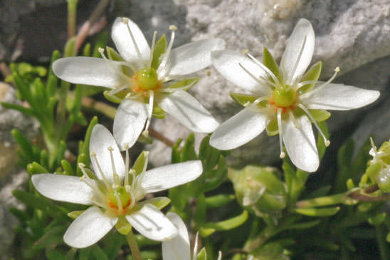 Sabline ciliée - Moehringia ciliata 