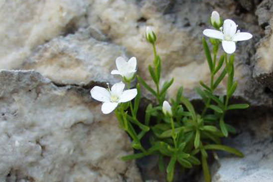 Sabline de Provence - Moehringia intermedia 