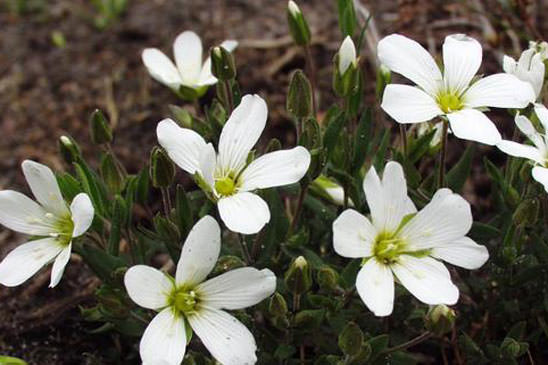 Sabline des montagnes - Arenaria montana subsp. montana