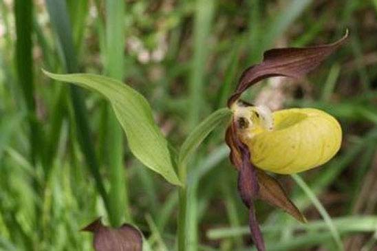 Sabot-de-Vénus - Cypripedium calceolus 