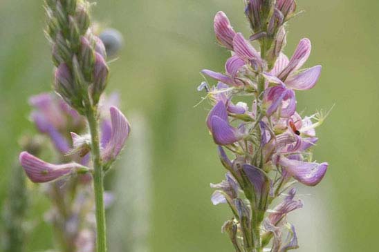 Sainfoin à feuilles de vesce - Onobrychis viciifolia 