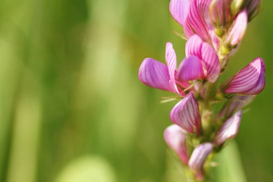 Sainfoin montagnard - Onobrychis montana 