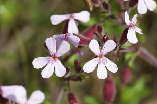 Saponaire de Montpellier - Saponaria ocymoides subsp. ocymoides