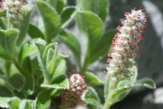 Saule des Pyrénées - Salix pyrenaica 