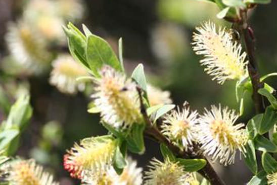 Saule fétide - Salix foetida 