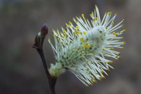 Saule Marsault - Salix caprea 