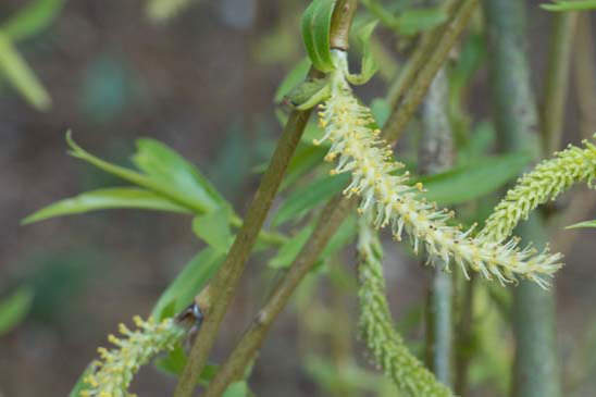 Saule pleureur - Salix babylonica 