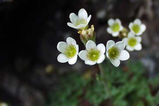 Saxifrage à cinq doigts - Saxifraga pentadactylis subsp. pentadactylis