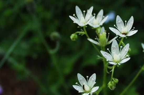 Saxifrage à feuilles rondes - Saxifraga rotundifolia 