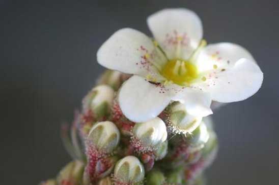 Saxifrage à feuilles longues - Saxifraga longifolia 