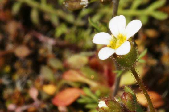 Saxifrage à trois doigts - Saxifraga tridactylites 