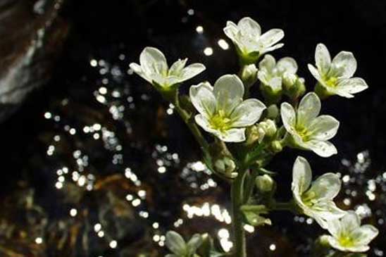 Saxifrage aquatique - Saxifraga aquatica 