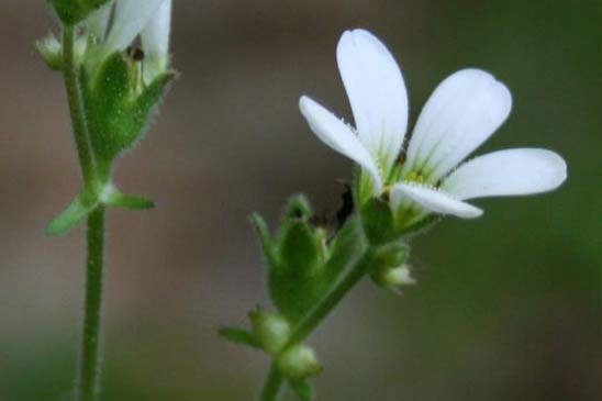 Saxifrage bulbifère - Saxifraga bulbifera 