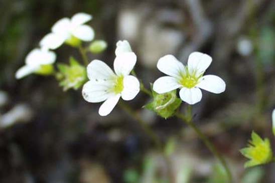 Saxifrage continentale - Saxifraga fragosoi 