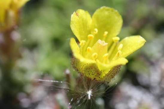 Saxifrage de Burser - Saxifraga aretioides 