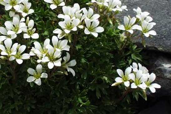 Saxifrage faux Géranium - Saxifraga geranioides 