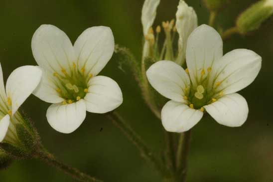 Saxifrage granulée - Saxifraga granulata 