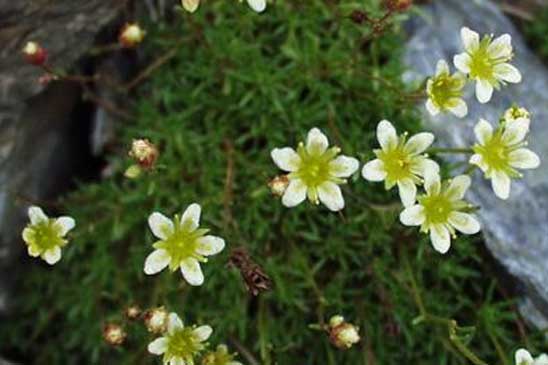 Saxifrage musquée - Saxifraga moschata 