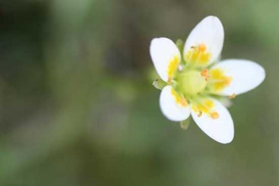 Saxifrage rude - Saxifraga aspera 