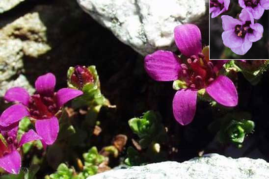 Saxifrage à feuilles opposées - Saxifraga oppositifolia 