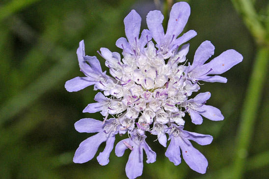 Scabieuse à trois étamines - Scabiosa triandra 