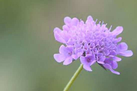 Scabieuse cendrée - Scabiosa cinerea 