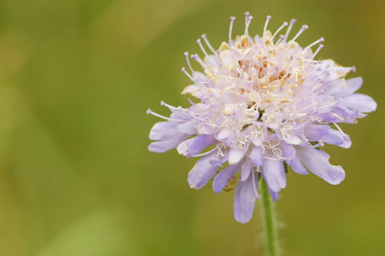 Scabieuse des champs - Knautia arvensis 