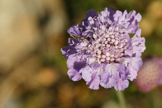 Scabieuse luisante - Scabiosa lucida subsp. lucida