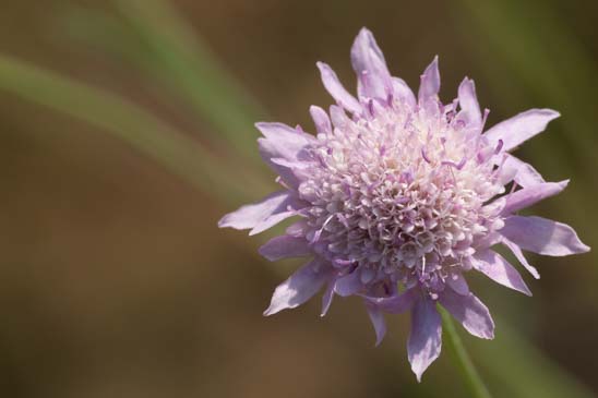 Scabieuse maritime - Scabiosa atropurpurea 