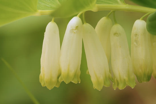 Sceau-de-Salomon odorant - Polygonatum odoratum 