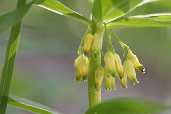 Sceau-de-Salomon verticillé - Polygonatum verticillatum 