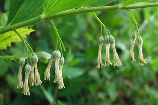 Sceau de salomon multiflore - Polygonatum multiflorum 