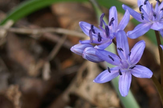 Scille à deux feuilles - Scilla bifolia 