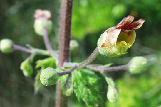Scrofulaire à feuilles de Germandrée - Scrophularia scorodonia 