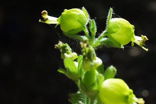 Scrofulaire de printemps - Scrophularia vernalis 
