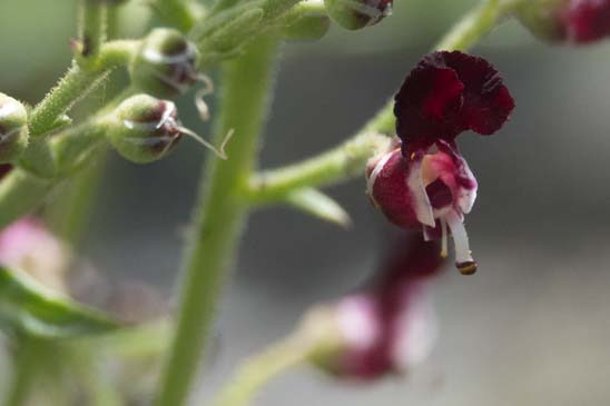 Scrofulaire du Jura - Scrophularia canina subsp. hoppii