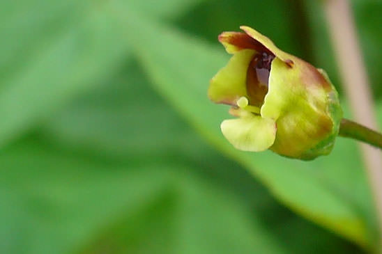 Scrofulaire noueuse - Scrophularia nodosa 