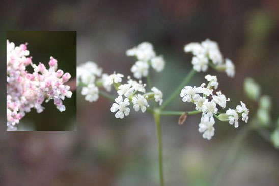 Séséli à feuilles longues - Seseli longifolium subsp. longifolium