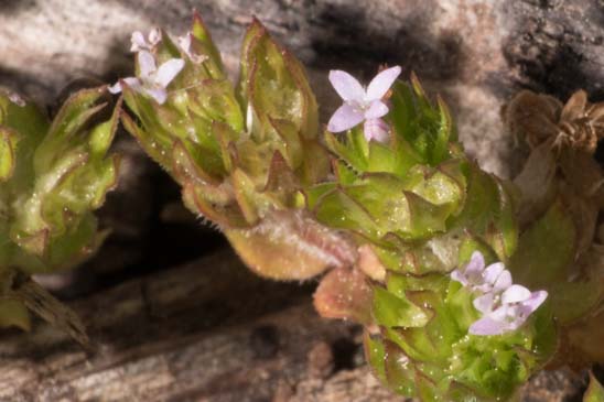 Shérardie des champs - Sherardia arvensis 