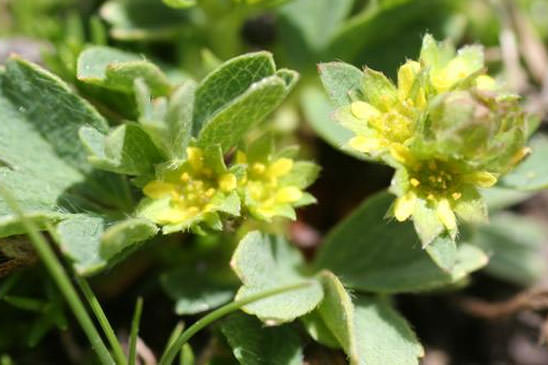 Sibbaldie couchée - Sibbaldia procumbens 