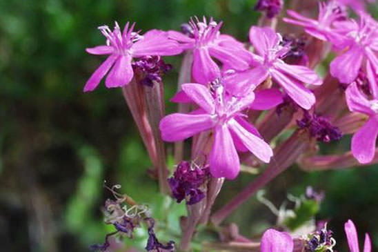 Silène à bouquets - Atocion armeria 