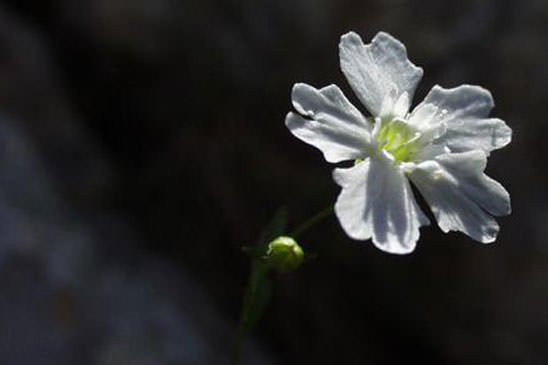 Silène à quatre dents - Heliosperma pusillum subsp. pusillum