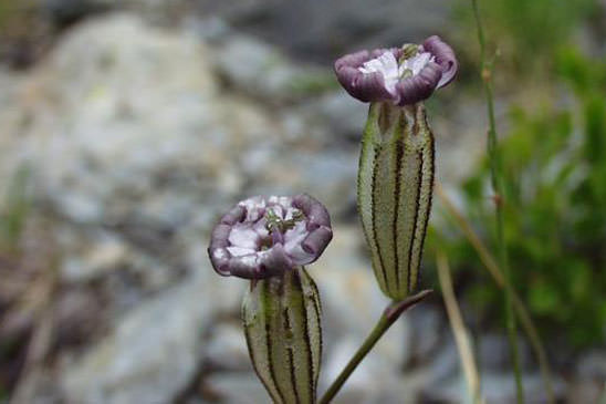 Silène cilié - Silene ciliata 