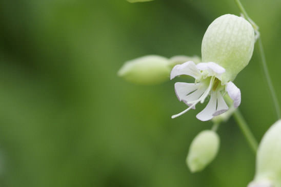 Silène commun - Silene vulgaris subsp. vulgaris