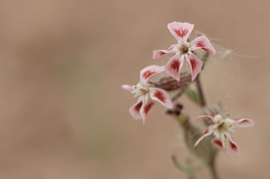 Silène d'Angleterre - Silene gallica 