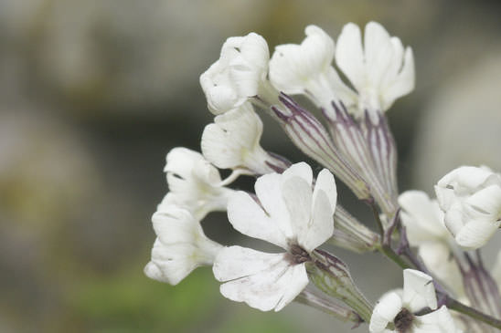 Silène d'Italie - Silene italica 