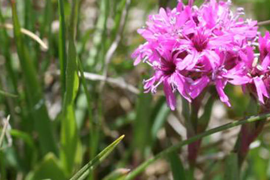 Silène de Suède - Viscaria alpina 