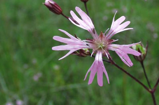 Silène fleur de coucou - Lychnis flos-cuculi subsp. flos-cuculi