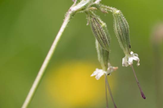 Silène penché - Silene nutans subsp. nutans